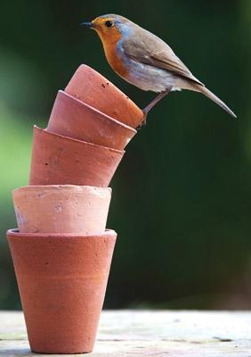 57SM59 - Robin en équilibre sur des pots Carte de vœux