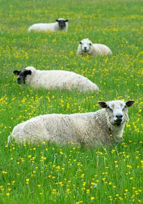 57SM68 - Quatre moutons Carte de vœux