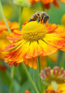 57SM69 - Honey Bee on Helenium Greeting Card