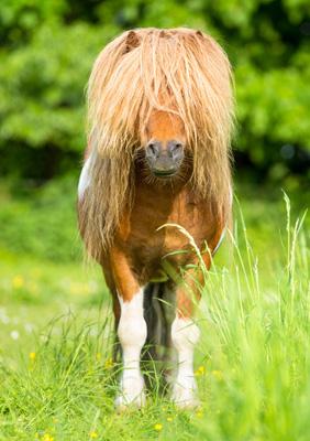 57SM83 - Shetland Pony Greeting Card