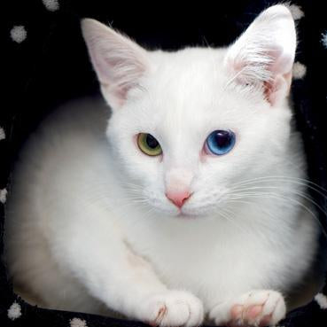 AR157 - Chat blanc aux yeux étranges Carte de vœux