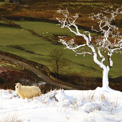 CW134 - Chutes de neige fraîches à Snowdonia Carte de vœux