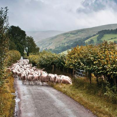 CW152 - Moutons au Pays de Galles Carte de vœux