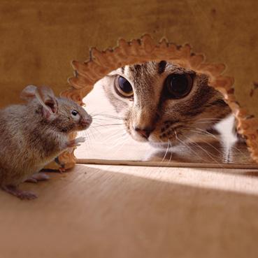 FF126 - Cat & Mouse Greeting Card