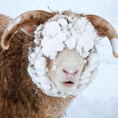 L126 - Snowy Sheep Greeting Card