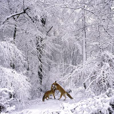 L193 - Foxes in a Snowy Glade Greeting Card