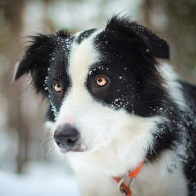 L239 - Lava the Border Collie Greeting Card