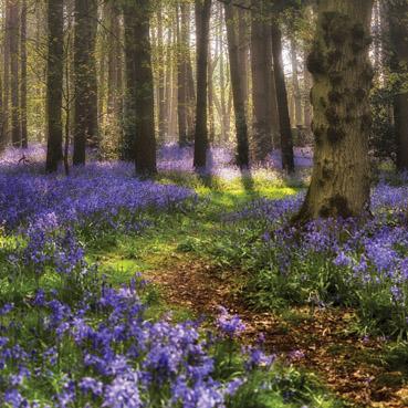 L284 - Bluebell Forest Greeting Card