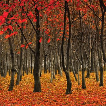 L285 - Forêt rouge Carte de vœux