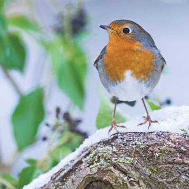 L296 - Robin in the Snow Greeting Card