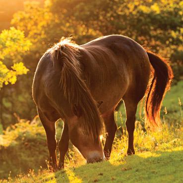 L304 - Poney Exmoor Carte de vœux