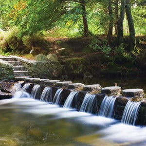 L321 - Tollymore Forest Park Greeting Card