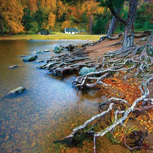 L325 - Lochan Roots Greeting Card