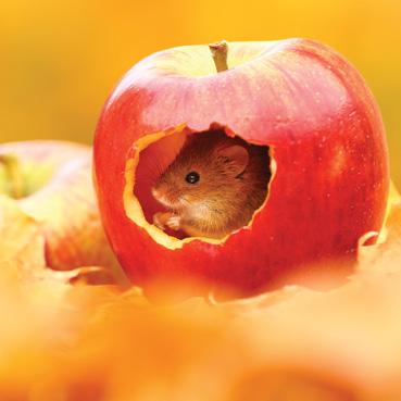 L331 - Harvest Mouse Greeting Card