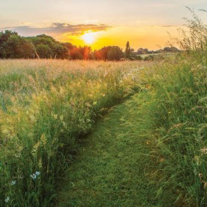 L334 - Harvard Farm Dorset Greeting Card