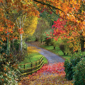 L368 - Bodenham Arboretum, Worcestershire Greeting Card