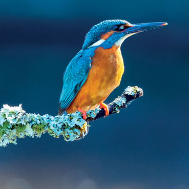 L375 - Common Kingfisher Greeting Card