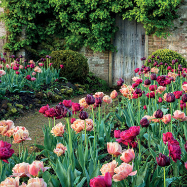 L381 - Tulip Garden, Parham House Greeting Card