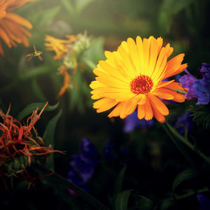 L382 - Hoverfly and Marigold Greeting Card (6 Cards)