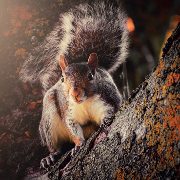 L386 - Grey Squirrel Greeting Card (6 Cards)