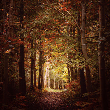 L387 - Carte de vœux Autumn Woodlands (6 cartes)