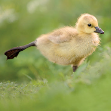 L410 - Carte de vœux Canada Gosling (6 cartes)