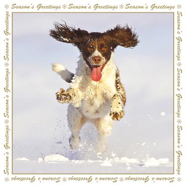 XMS106 - Snow Dog Christmas Card
