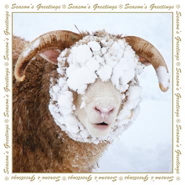 XMS105 - Snowy Sheep Christmas Card
