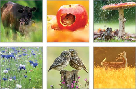 NC-GL510 - The Good Life Nature Notecard Pack  (3 Packs of 6 cards)