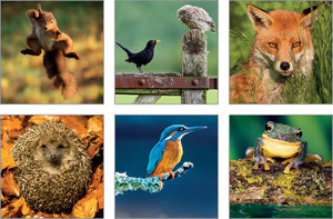 NC-GL513 - The Good Life Wildlife Notecard Pack (3 Packs of 6 cards)