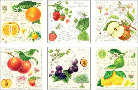 NC-RT504 - Arty Fruit Notecard Pack   (3 Packs of 6 cards)
