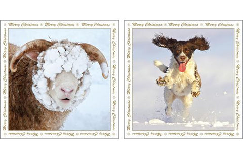NC-XM519 - Pack de cartes de Noël mouton et chien dans la neige (3 paquets de 6 cartes))
