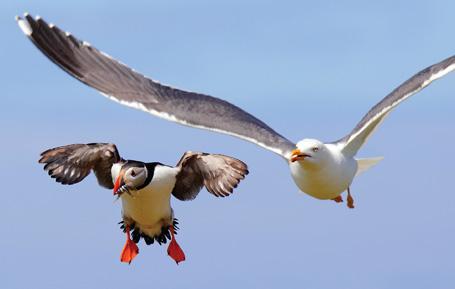 PCC531 - Carte postale Macareux et Mouette