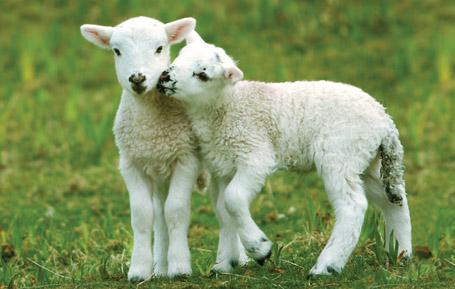 PCW534 - Kissing Lambs Postcard