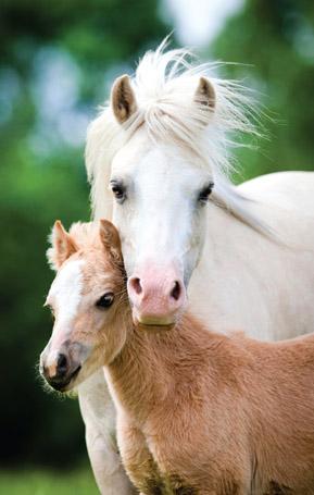 PCW546 - Poneys de montagne gallois Carte postale