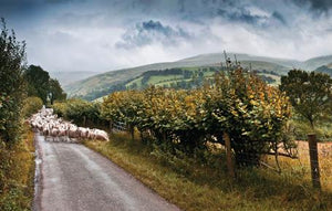 PCW563 - Moutons au Pays de Galles Carte postale