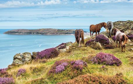 PCW602 - Wild Ponies in Conwy Postcard