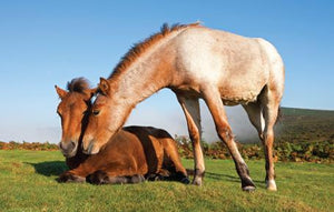 PDV510 - Dartmoor Ponies Postcard