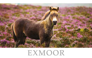 PST505 - Exmoor Pony Postcard