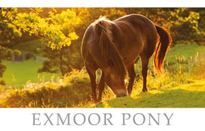 PST506 - Carte postale Poney Exmoor