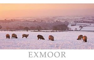 PST507 - Exmoor Sheep Postcard