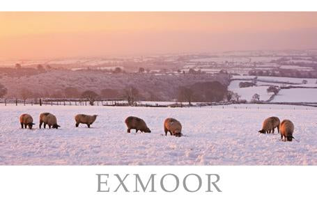 PST507 - Carte postale de mouton d’Exmoor