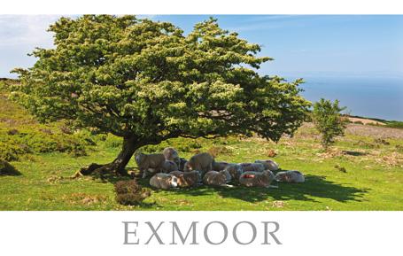 PST512 - Porlock Common Exmoor Postcard