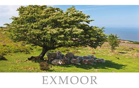 PST512 - Carte postale de Porlock Common Exmoor