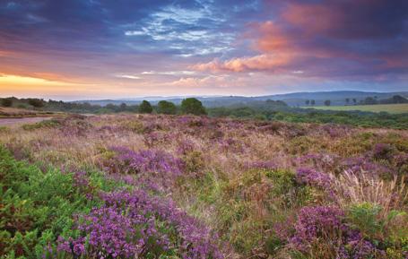 PST572 - Carte postale de Quantock Hills Somerset