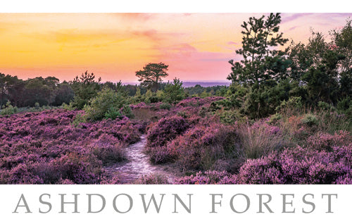 PSX519 - Carte postale de la forêt d'Ashdown (25 cartes postales)