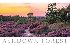 PSX519 - Carte postale de la forêt d'Ashdown (25 cartes postales)