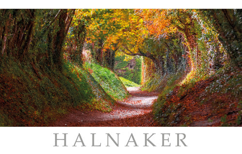 PSX524 - Carte postale du tunnel d'arbre Halnaker West Sussex (25 cartes postales)