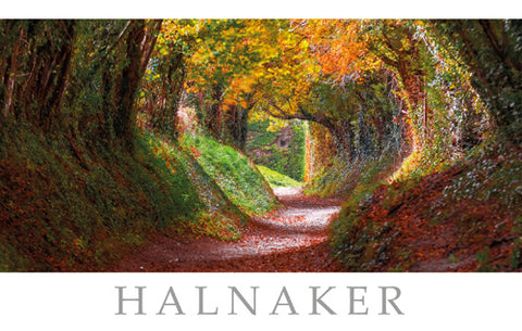PSX524 - Carte postale du tunnel d'arbre Halnaker West Sussex (25 cartes postales)