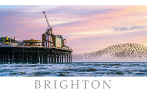 PSX553 - Brighton Murmuration Postcard (25 Postcards)